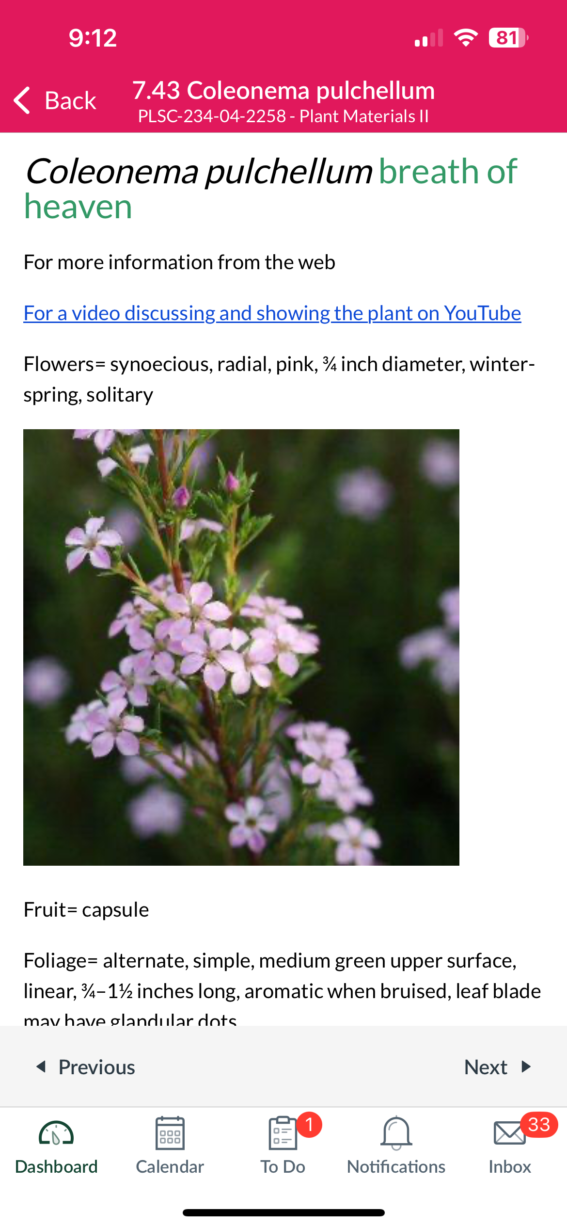 <p>Coleonema pulchellum</p>