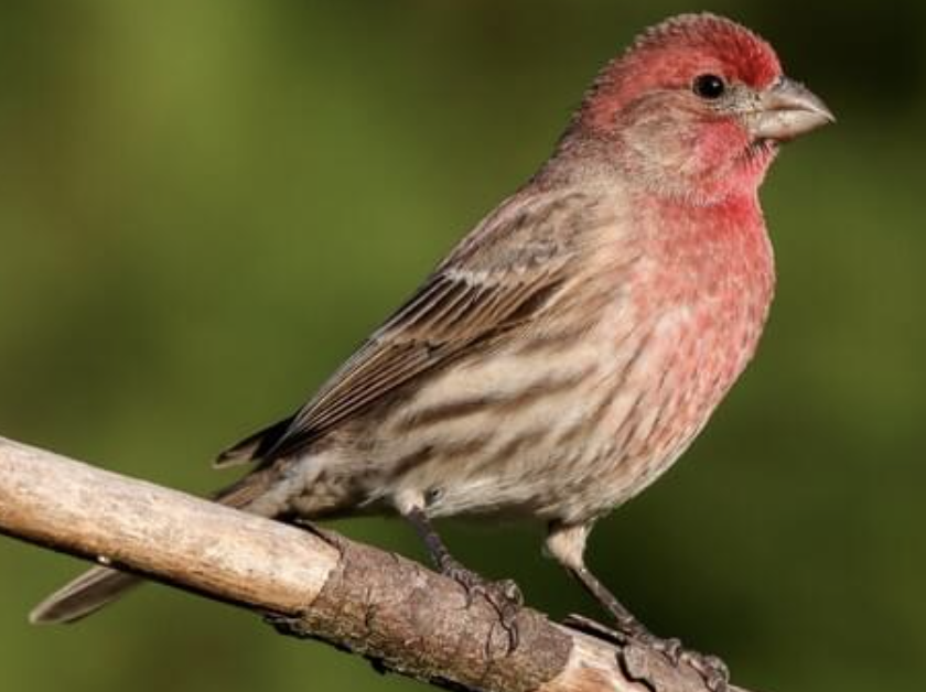 <p>Males vary in shades and intensities of red, some yellow or orange. Females are drab gray-brown overall with plain faces and blurry streaks on underparts</p>