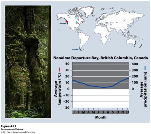 <p>Cool, rainy forests found along coasts, such as the northern Pacific. Water vapor from oceans keeps the temperature moderate and provides lots of moisture for high precipitation. Huge conifers like the red woods of California are found in these biomes.</p><p>Cooler temperature = slow decomp. heavy rainfall &amp; rapid absorption by large trees = low nutrient levels in soil</p>