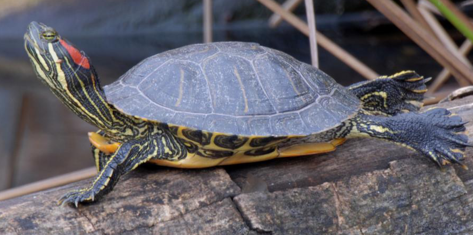 <p><span>what is this and what are its habitat and diet preferences</span></p>