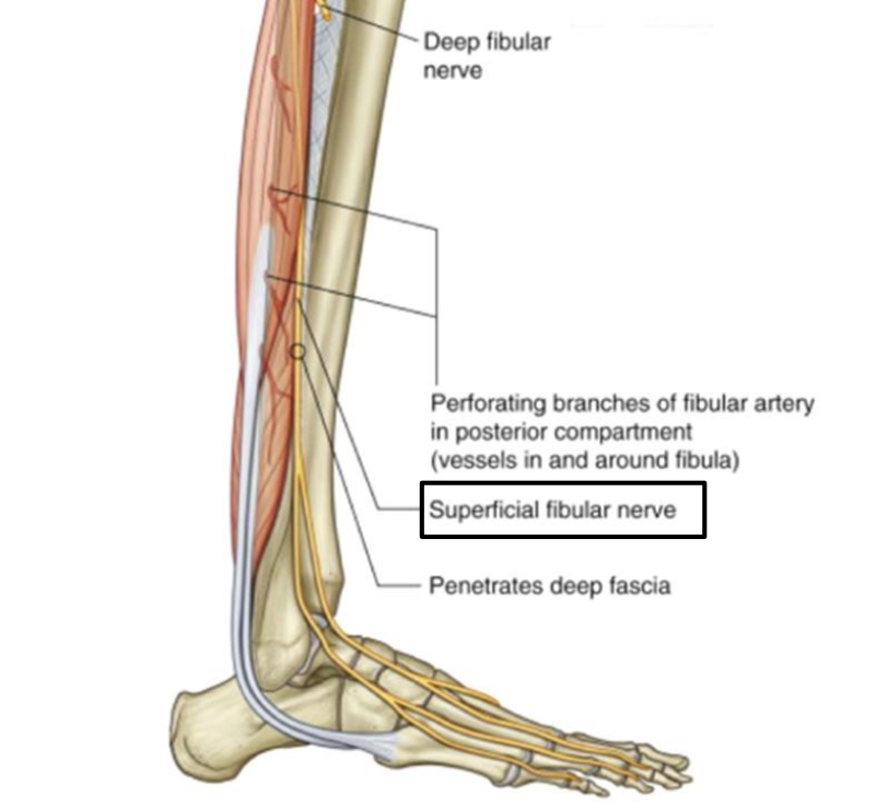<p>Superficial fibular n. </p>