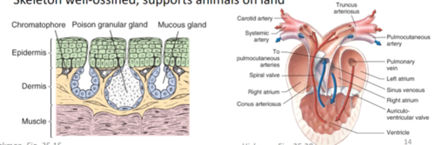 <p>cutaneous respiration, poison glands in skin for protection, reproduction often tied to water because of mesolecithal eggs, heart with two atria and one ventricle</p>