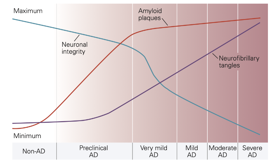 <ul><li><p>ziekteproces al lang bezig vooraleer symptomen duidelijk worden</p><ul><li><p>= preclinische fase</p></li></ul></li><li><p>proces 20-30 jaar bezig voor ontwikkeling van dementie</p></li></ul><p></p>