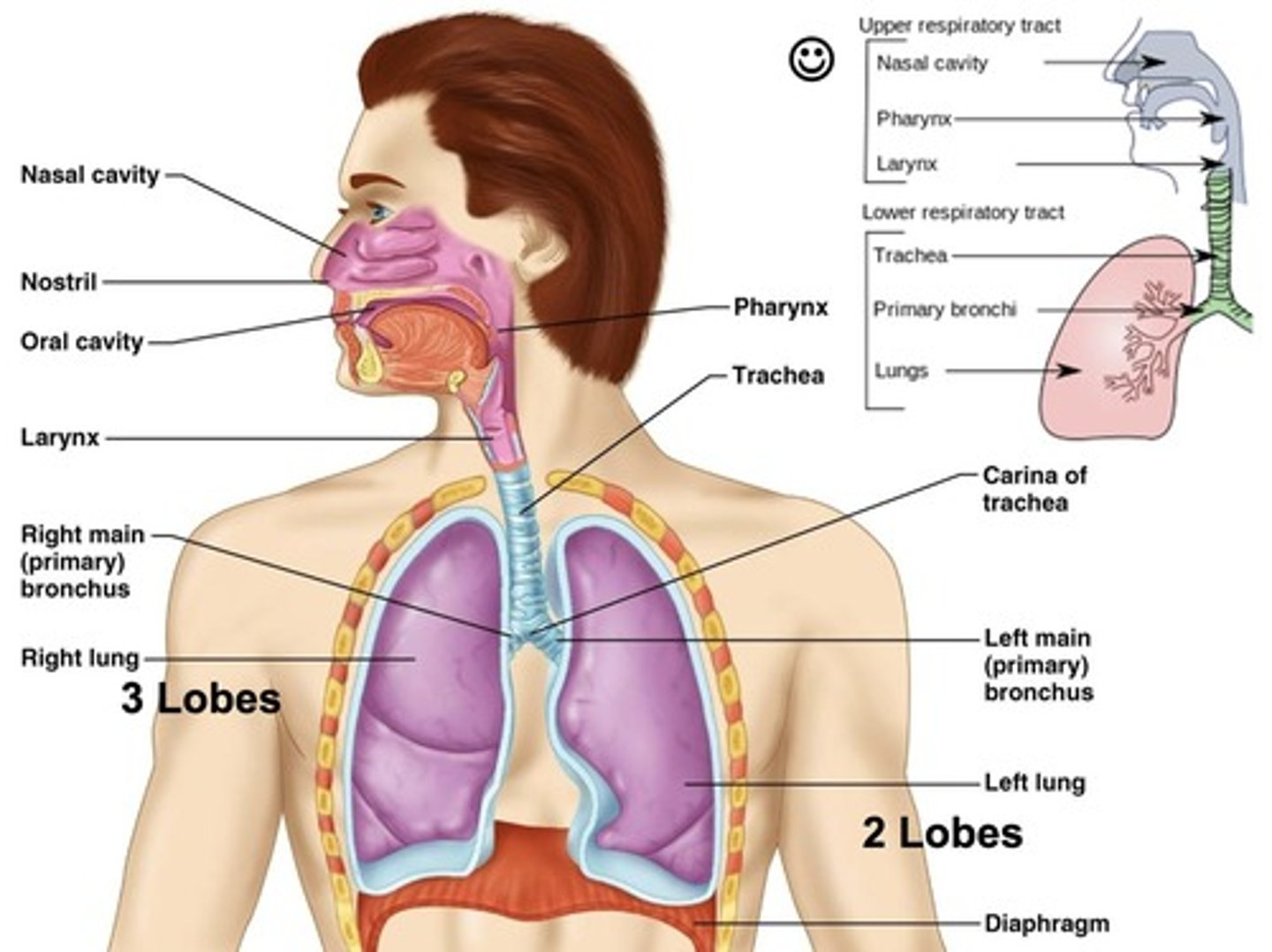 <p>Provides a clear and open path for air to travel from the larynx to the bronchi and into the lungs.</p>