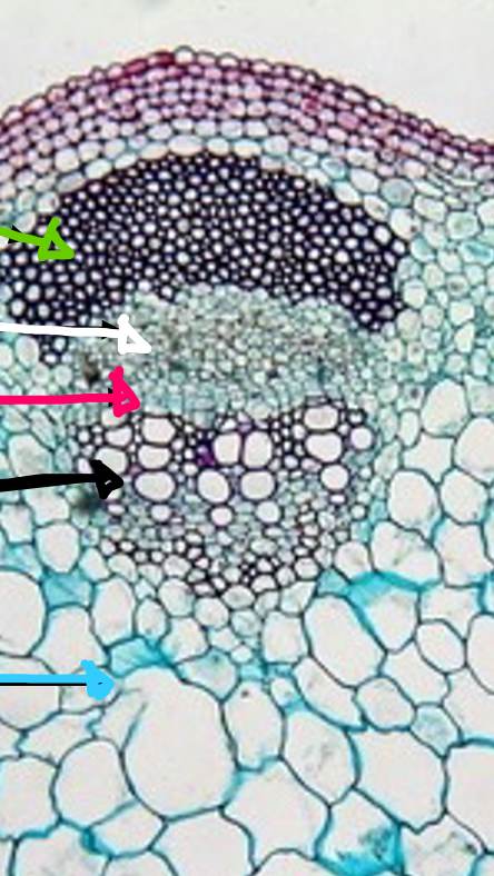 <p>Dicot vascular bundle</p>