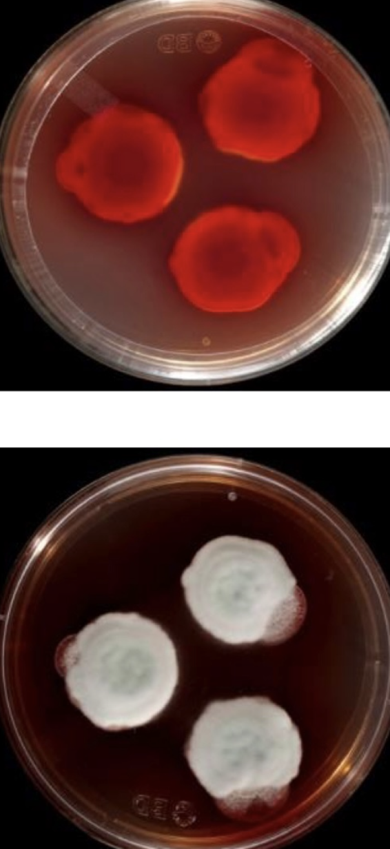 <p>A Penicillium-like fungus with red pigment and mono- or biverticillate phialades. Occurs in pts who are already sick</p>