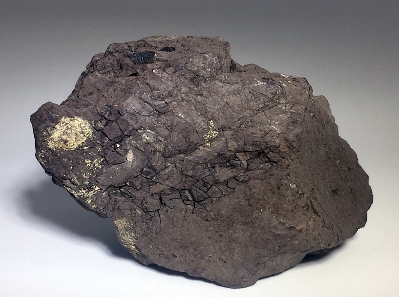 <p><strong>Lignite</strong></p>
