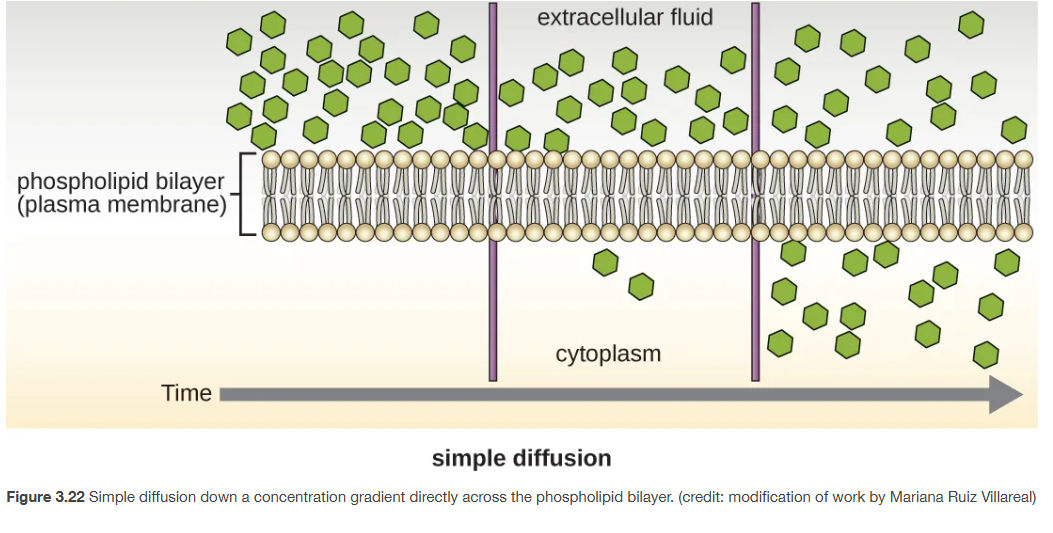 <p>simple diffusion across plasma membrane </p>