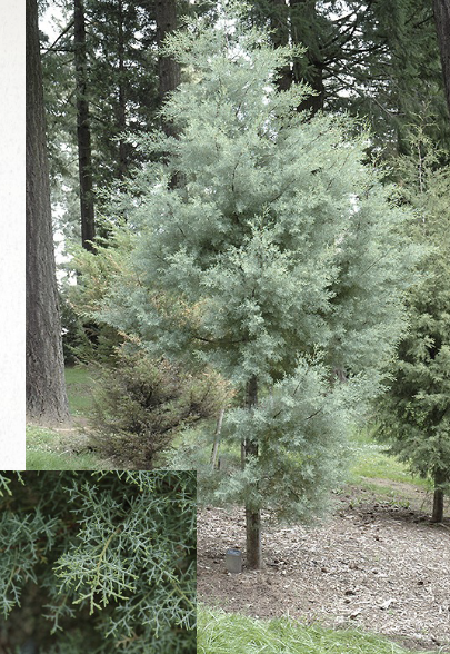 <ul><li><p>gray-green leaves</p></li><li><p>cones often remain closed for years</p><ul><li><p>serotinous cones open after parent tree killed in wildfire</p></li></ul></li><li><p>pyrophyte = heavily reliant on wf for regeneration</p></li><li><p>endangered</p></li><li><p>fire suppression policies limit reproduction</p></li></ul><p></p>