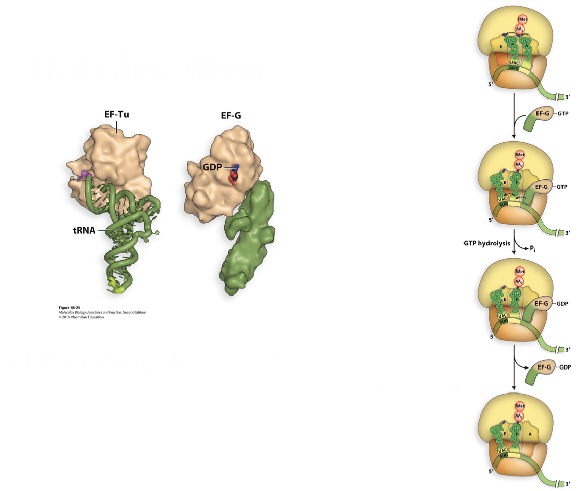 <ul><li><p>EF-G (elongation factor G) drives translocation</p><ul><li><p>requires energy → GTP hydrolysis</p></li></ul></li></ul>