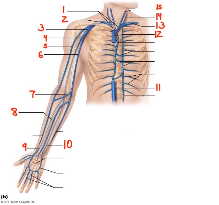 <p>14</p>