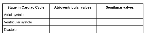 <p>Valves during the Cardiac Cycle</p>