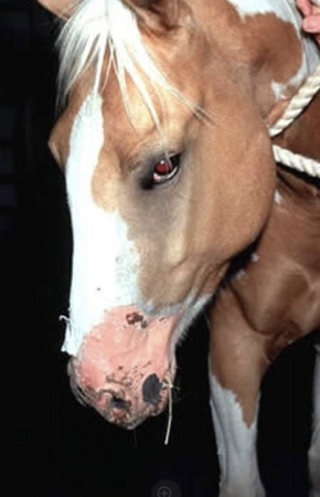 <p>head shaking, restlessness, redness of unpigmented skin, edema/swelling of eyelids, muzzle, ears, and tail</p>