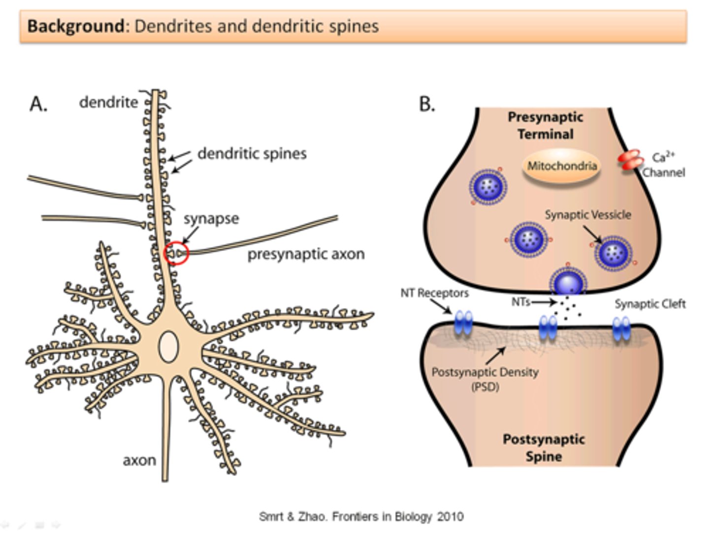 <p>Protrude from the main shaft of dendrite, single synapse at head. Modified by activity and experience (via actin). Morphological basis for synaptic plasticity</p>