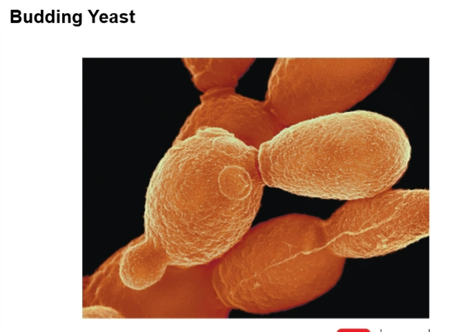 <p>can pose lot of damage to aquatic environments</p><p>2 basic cell forms:</p><ul><li><p>yeast= single cell, microscopic; oval/spherical in shape</p><ul><li><p>pseudohyphae= chains of elongated, budding yeast cells that don’t detach after division; can’t see with the naked eye, you need a microscope </p></li></ul></li><li><p>hyphae= branching, thread-like tubular filaments</p><ul><li><p>some types of hyphae fungi can be deadly</p></li></ul></li></ul><p></p>