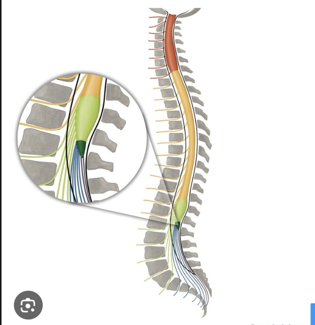 <p>Medullary cone</p>