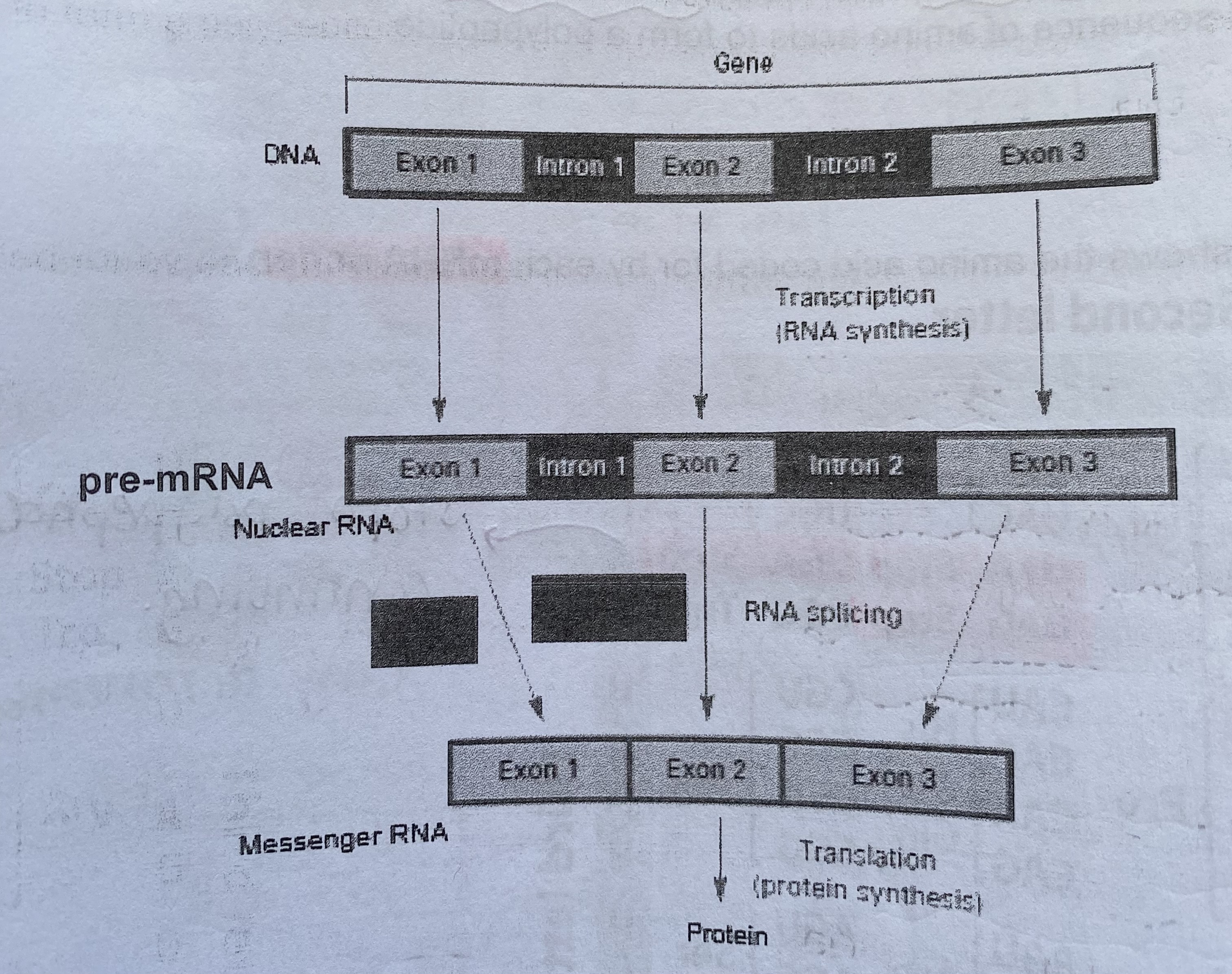 <ul><li><p>DNA is made from sections called exons and introns</p></li><li><p>exons are expressed to produce proteins</p></li><li><p>in pre-mRNA, the <strong>introns are removed by enzymes </strong>before the mRNA moves into the cytoplasm</p></li><li><p>remaining <strong>exons are joined together</strong>= <strong>splicing</strong></p></li><li><p>mRNA molecules leave the nucleus through the nuclear pores</p></li></ul><p></p>