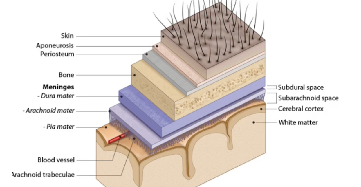 <p>List the protective layers of the brain from outer to inner.</p>