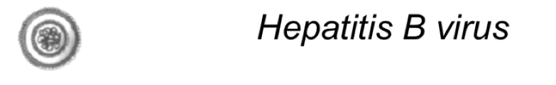 <p>-Icosahedral capsid </p><p>-Envelope</p><p>-42nm</p><p></p><p>Hepatitis B virus causes:</p><p>-Acute and chronic hepatitis&nbsp;</p><p>-Liver cancer</p>