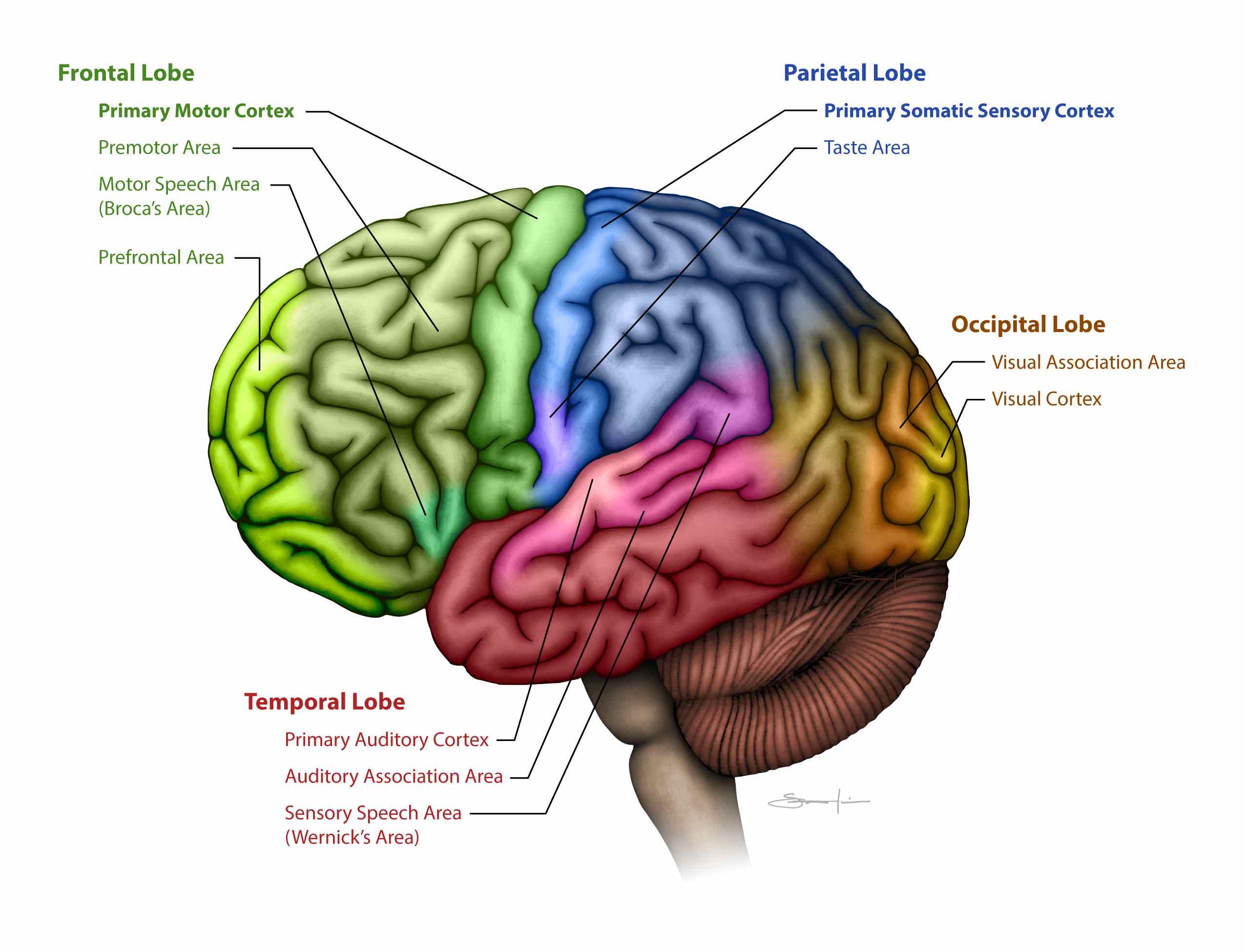 <p>Temporal Lobe</p>