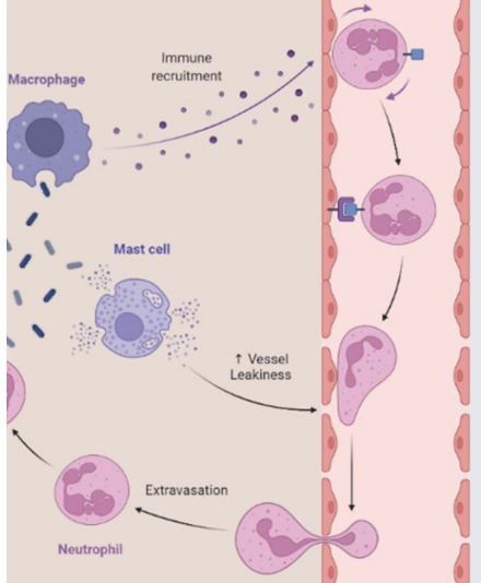 <p><strong> Leukocytes adhere and roll over the vascular wall: 1st contact via _____ , rolling via ______</strong></p>