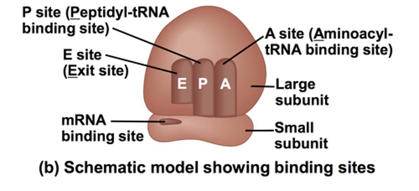 <p>A(aminoacyl), P(peptidyl), and E(exit) sites in ribosome.</p>