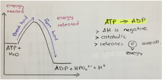<p>releases energy (exit). Usually catabolic, (as energy is released from broken bonds within a molecule). Usually occurs when the reactants (i.e., ATP) contain more energy than the products (i.e., ADP + Pi). For example (see image), as bonds are broken (until the hump), the amount of "free energy" increases, as breaking bonds releases energy. As bonds form (after the hump), the amount of "free energy" decreases, as synthesising bonds absorbs energy. However, the total amount of free energy decreased, meaning energy was released (can be used in the cell)</p>