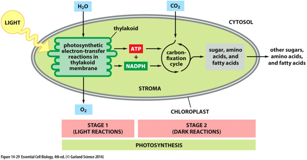 * Light + 6CO2 + 6H2O → C6H12O6 +6O2 +H2O
  * Light energy is captured and turned into chemical energy.
  * Light (photons) drives the oxidation of electron donors and produces organic sugars.
* Light-dependent reactions (photo-phosphorylation):
  * Light + H2O + NADP → O2 + NADPH + ATP
  * Thylakoid membranes.
  * Requires light to excite electrons, which reduces NADP and generates ATP.
  * The excited electrons are replaced by splitting water resulting in oxygen evolution.
  * __Photo-phosphorylation:__
    * Light-isolated chloroplasts can generate ATP from ADP and inorganic phosphate (Pi).
  * __Z-scheme:__
    * When photosystems, complexes of proteins, chlorophyll, and other pigment molecules collect light energy via the excitation of electrons and pass the high energy electrons to the Hill reagent (NADP).
* Light-independent reactions (Calvin cycle):
  * CO2 + H2O +NADPH + ATP → glyceraldehyde-3-phosphate.
  * Stroma.
  * Carbon dioxide is fixed by rubisco to generate G3P, which is then processed into sugars within the stroma of the chloroplasts.
  * *NADPH and ATP are used to fix carbon dioxide into glucose.*