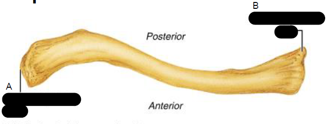 <p>Right clavicle, superior view</p>
