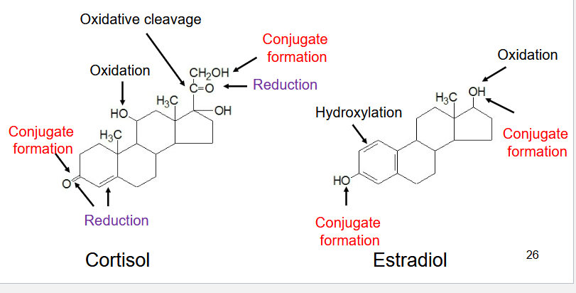 <ul><li><p>@ Liver; excreted as urine (and some as bile)</p></li><li><p>Mechanism:</p><ul><li><p>Reduction/Conjugation formation</p></li></ul></li></ul><p></p>