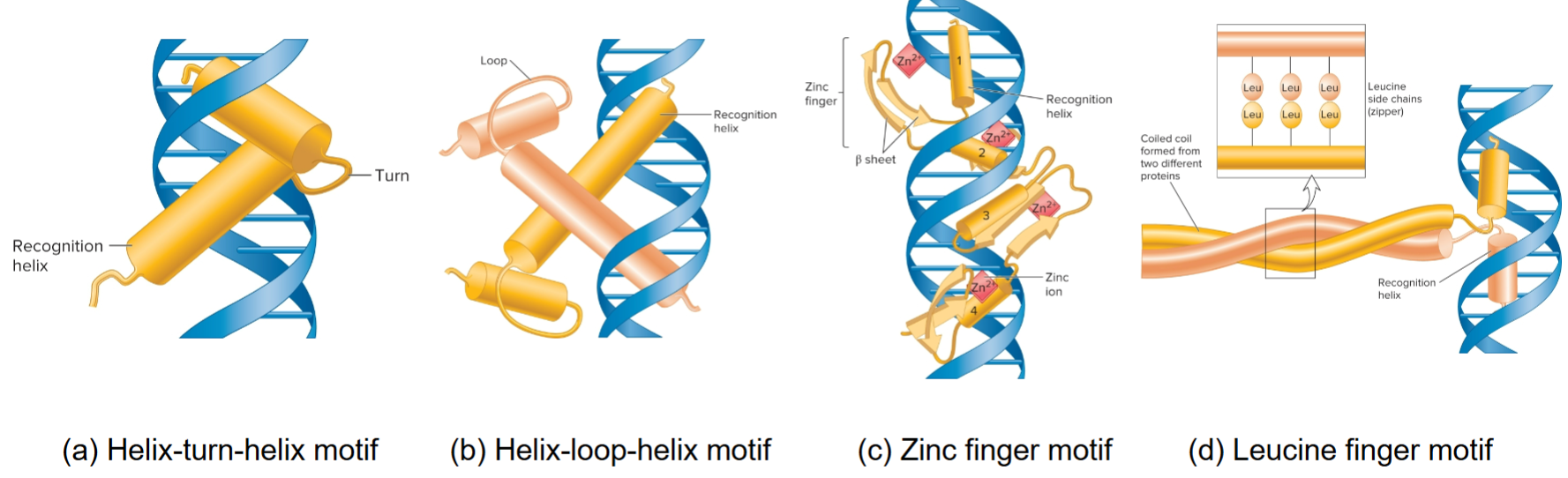 <p>a domain or a portion of a domain in transcription factors that has a very similar structure in many different proteins</p>