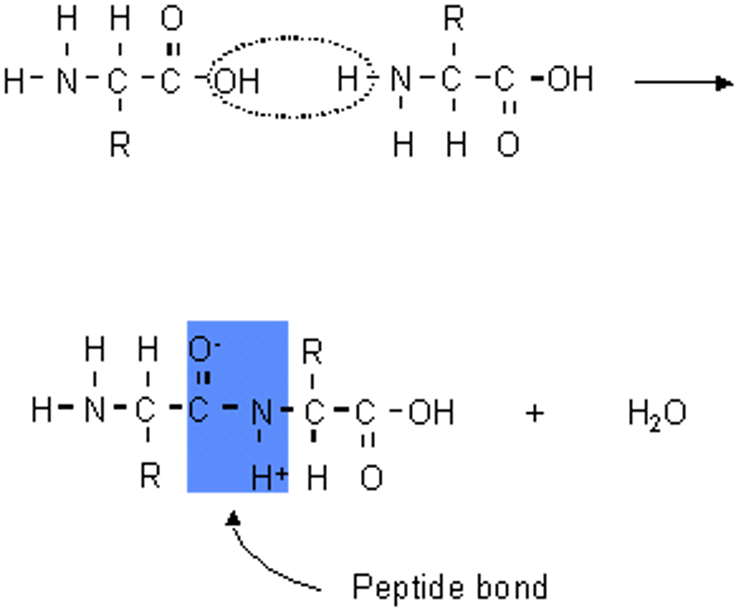 <p>A peptide bond is a covalent bond between two amino acids.</p>