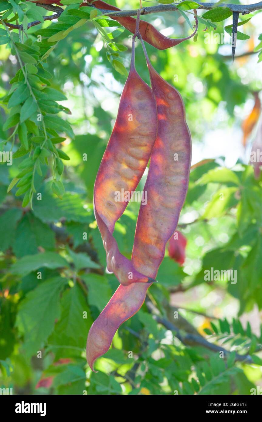 <p>Gleditsia triacanthos. large pod with seeds inside. thorns</p>
