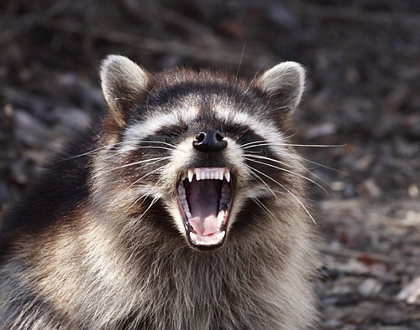 <p>racoon</p>