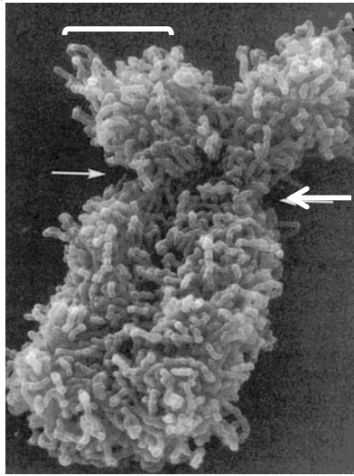 <p>Copie d’un chromosome après réplication, reliée à sa sœur par le centromère.</p>