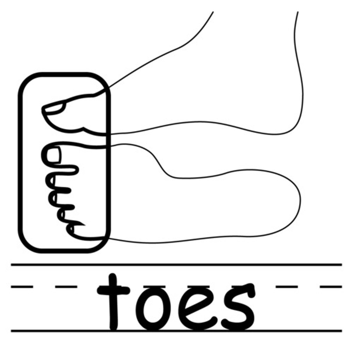 <p>toes</p>