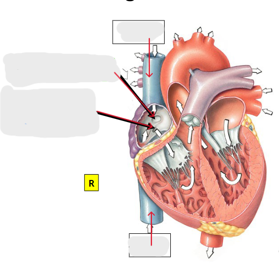 <p>What significant structures are found on the right atrium?</p>
