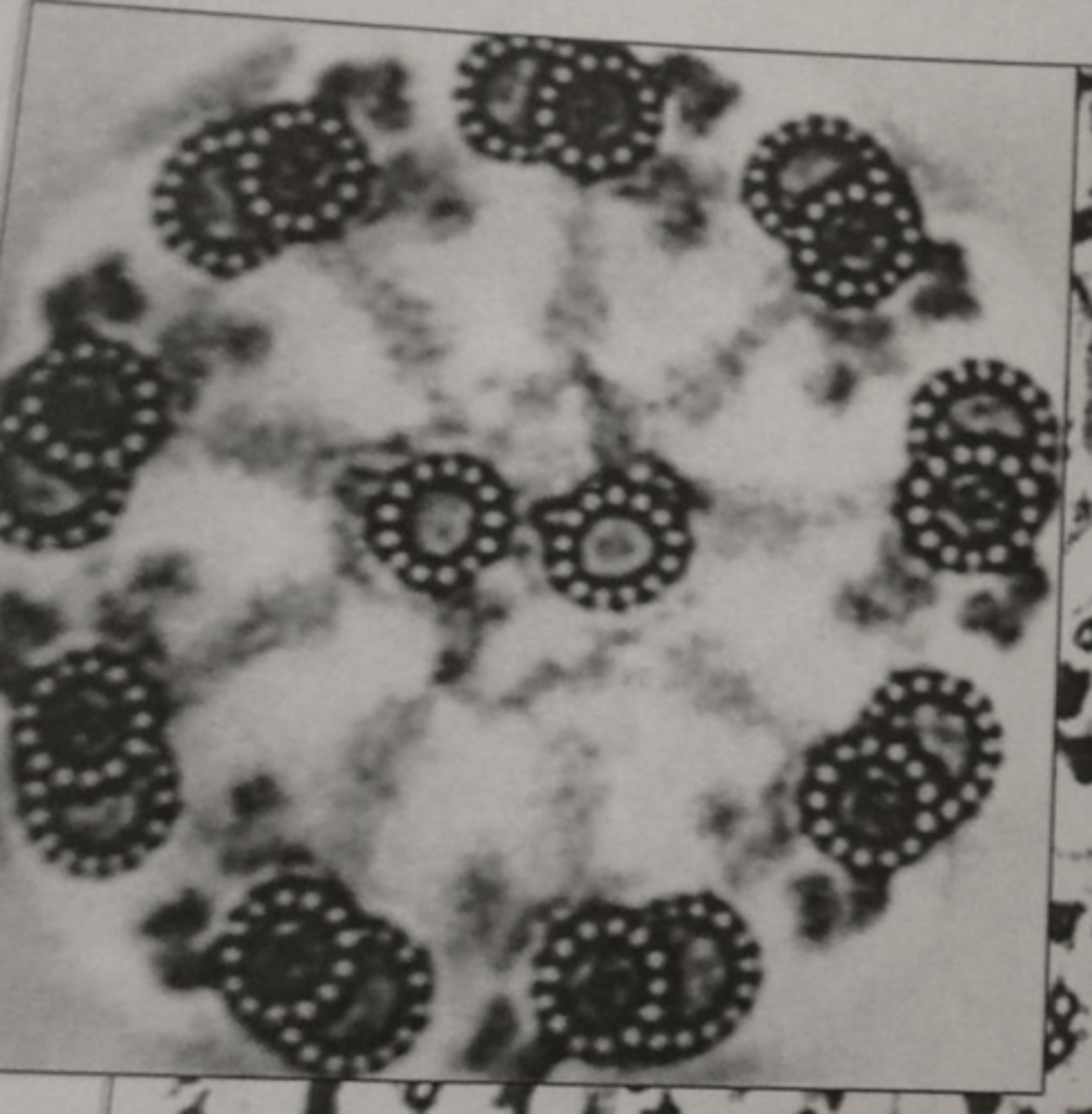 <p>- Cylindrical bundles of microtubules</p><p>- produce spindle fibers to seperate chromosomes /chromatids during anaphase</p>
