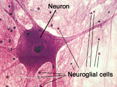 <p>What cells support this tissue? Neuroglia</p><p>Location: Brain, spinal cord, and peripheral</p>