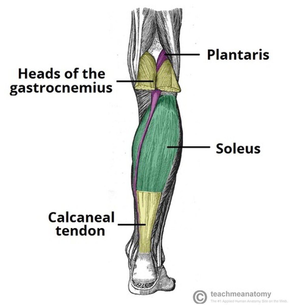 <p>Tibial nerve and plantarflexion</p>
