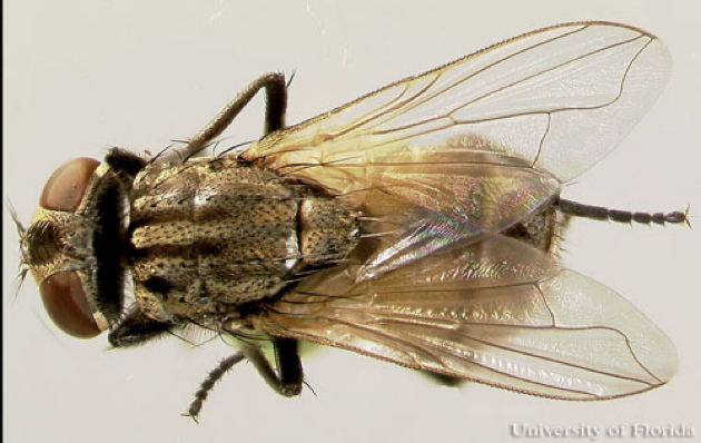<p>what kind of fly</p>