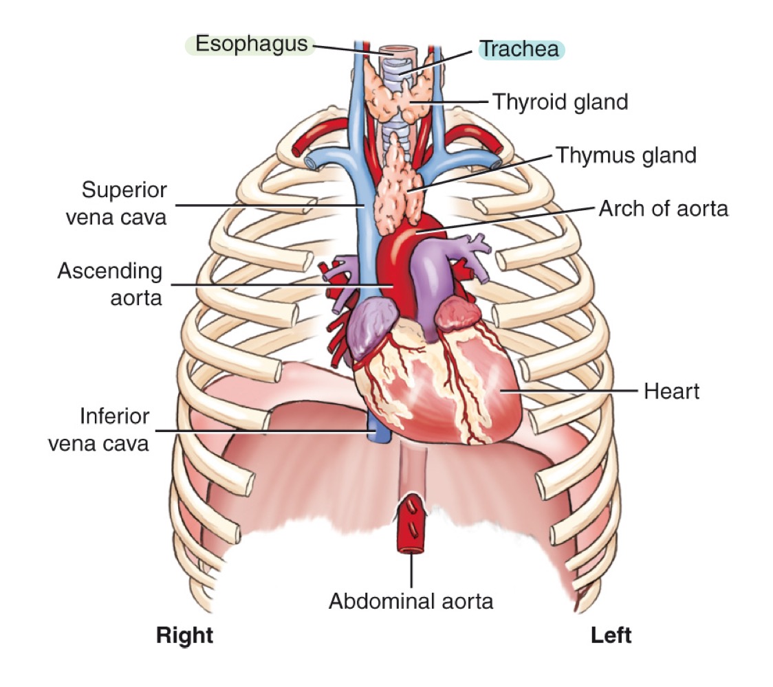 <p>Central compartment of the thoracic cavity between the lungs; contains trachea, esophagus, thymus, heart, and great vessels.</p>