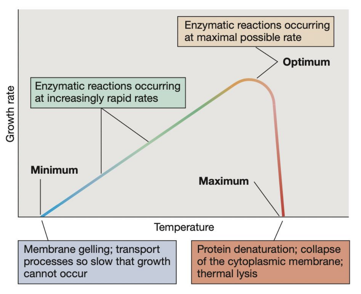 <p><strong><em><u>pct</u></em></strong></p><ul><li><p>Protein denaturation</p></li><li><p>Collapse of the cytoplasmic membrane</p></li><li><p>Thermal lysis</p></li></ul><p></p>