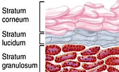 <p>aka “clear layer”</p><ul><li><p>found only in <strong>thick skin</strong></p></li><li><p>translucent cell layer</p></li></ul><p></p>