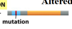 <p>altered gene expression</p>