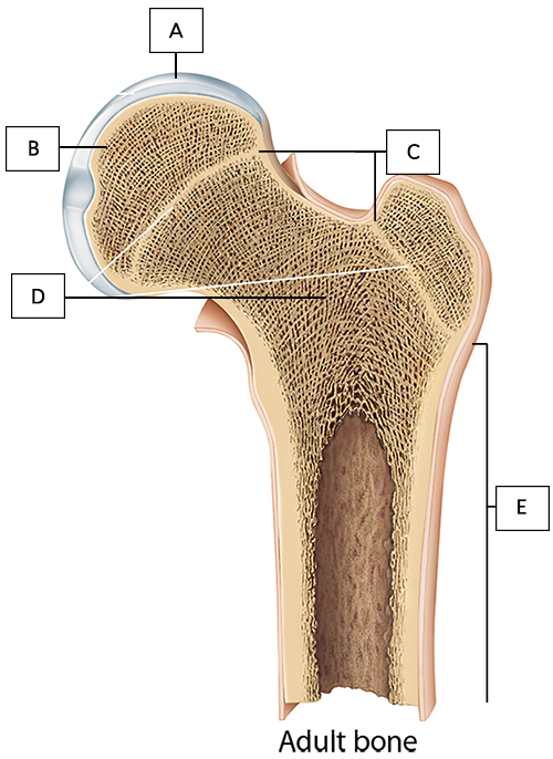 <p>What does structure "A" represent on the bone diagram?</p>