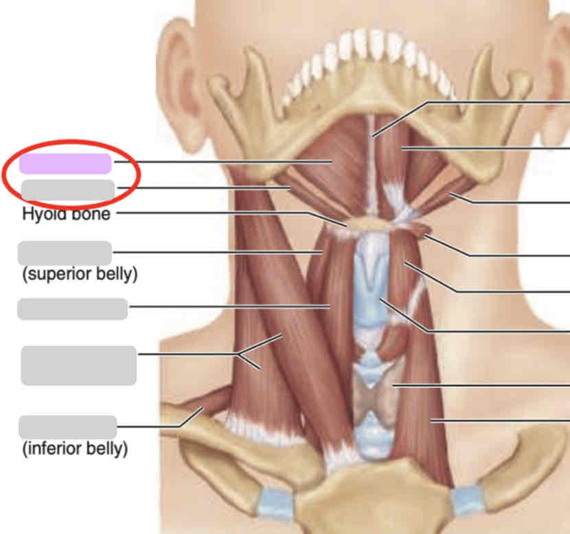 <p>Anterior neck (deep)</p>
