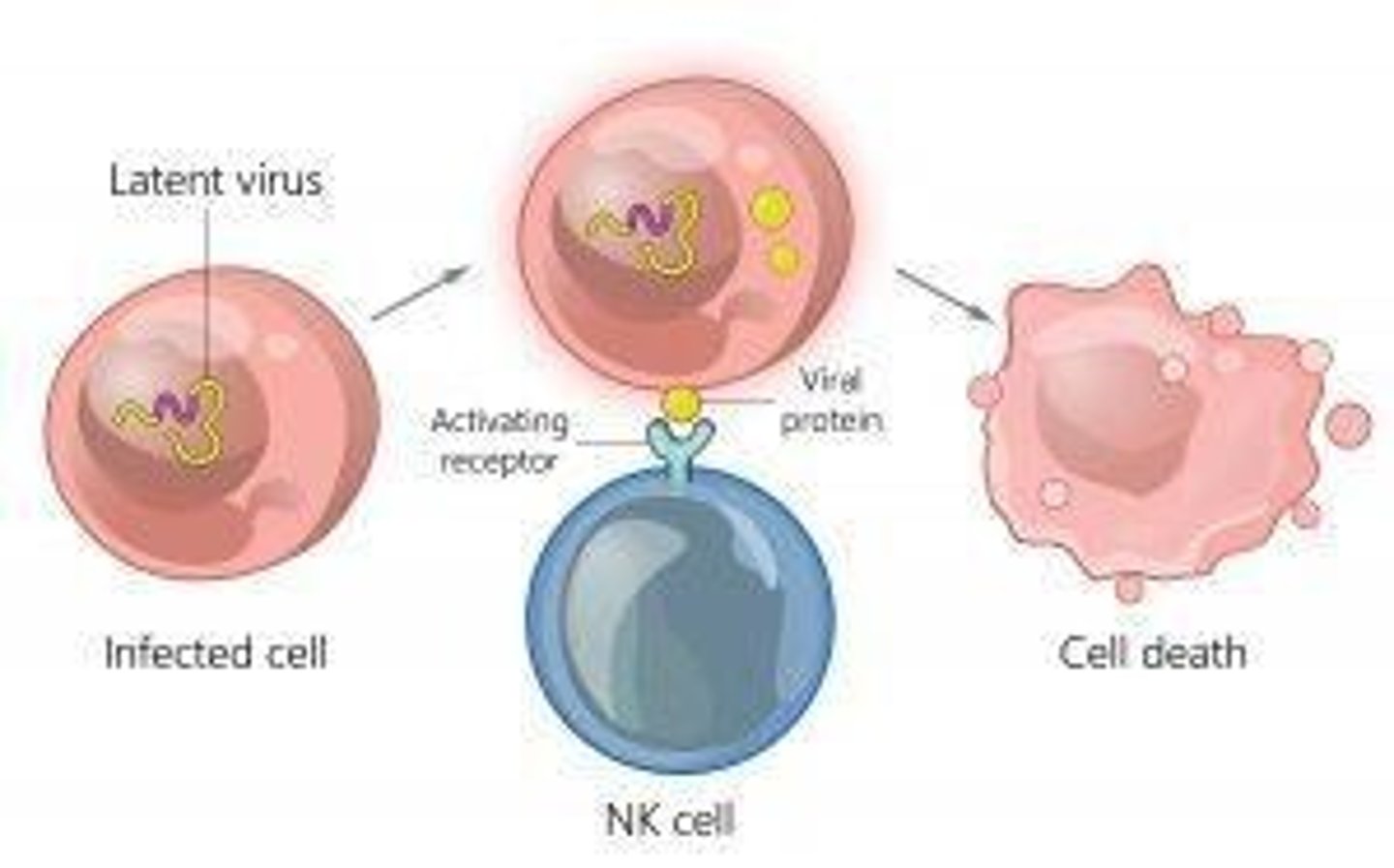 <p>A type of lymphocyte that can destroy infected or cancerous cells as part of the internal defenses.</p>