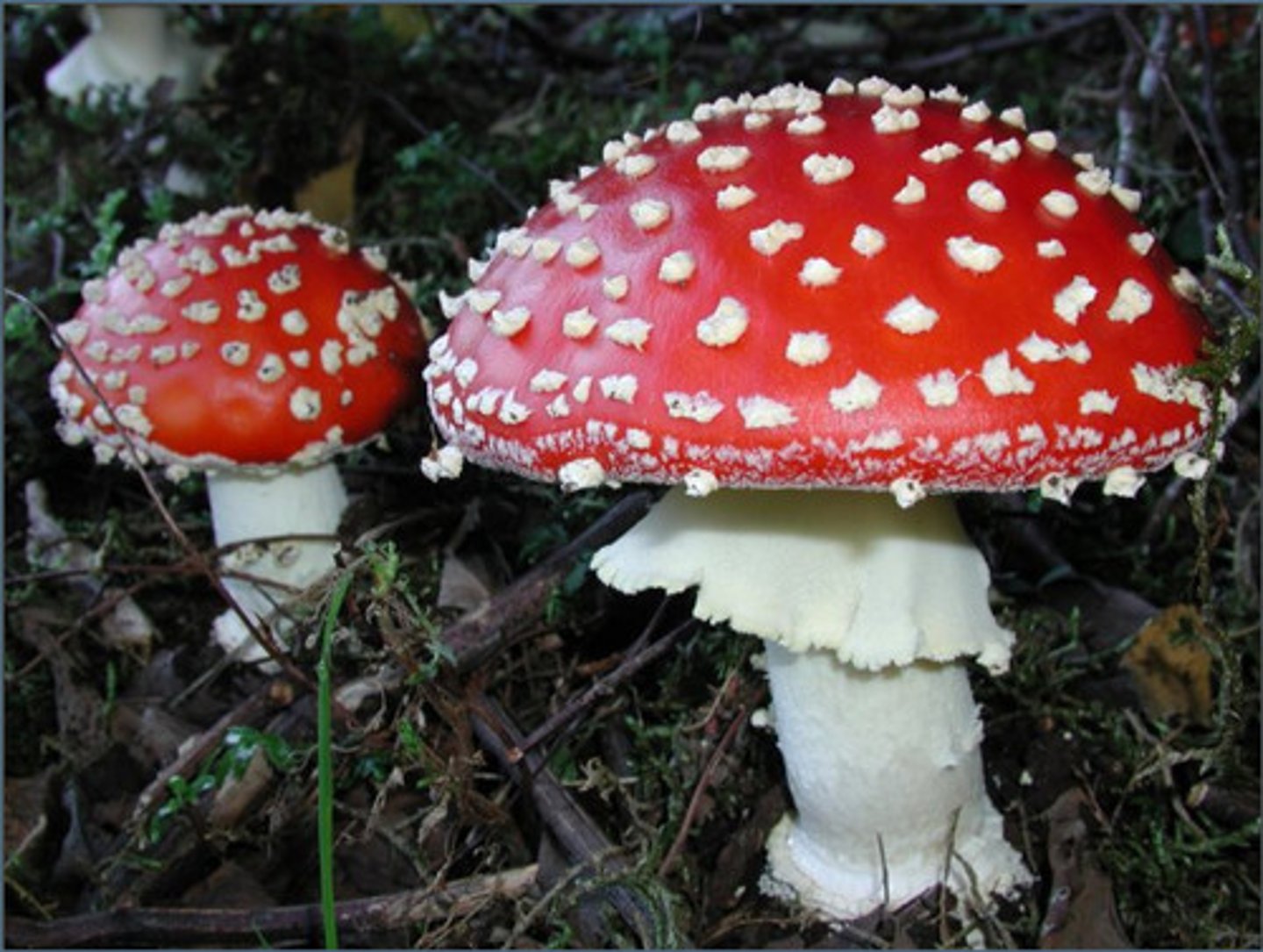 <p>ingestion of toxins in poisonous mushrooms</p>