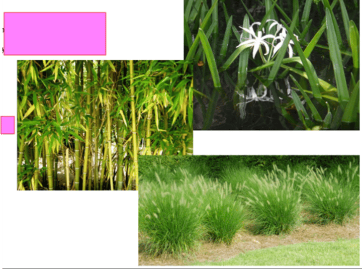 <p>Type? Phylum?</p>